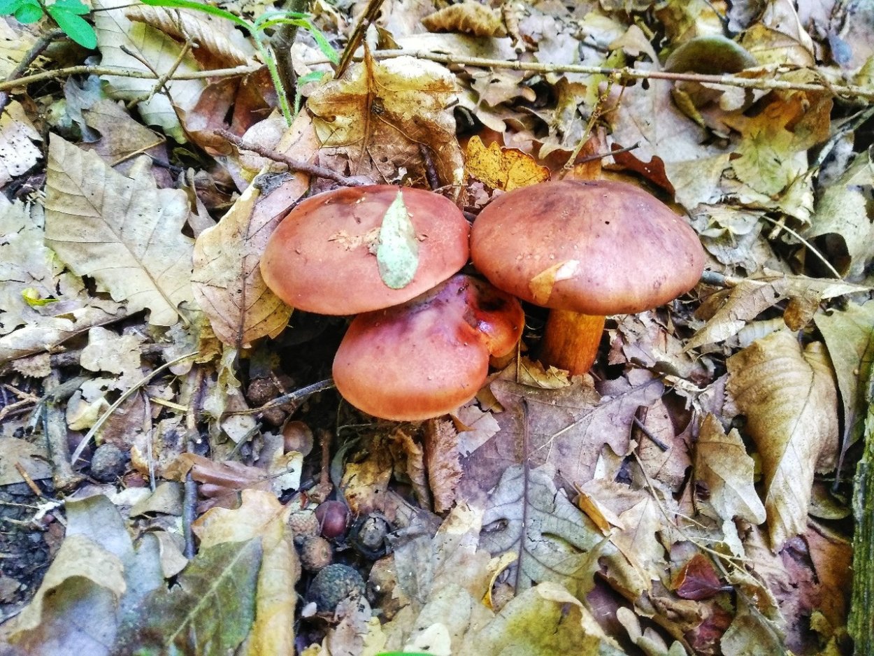 Маслята грибы в Крыму