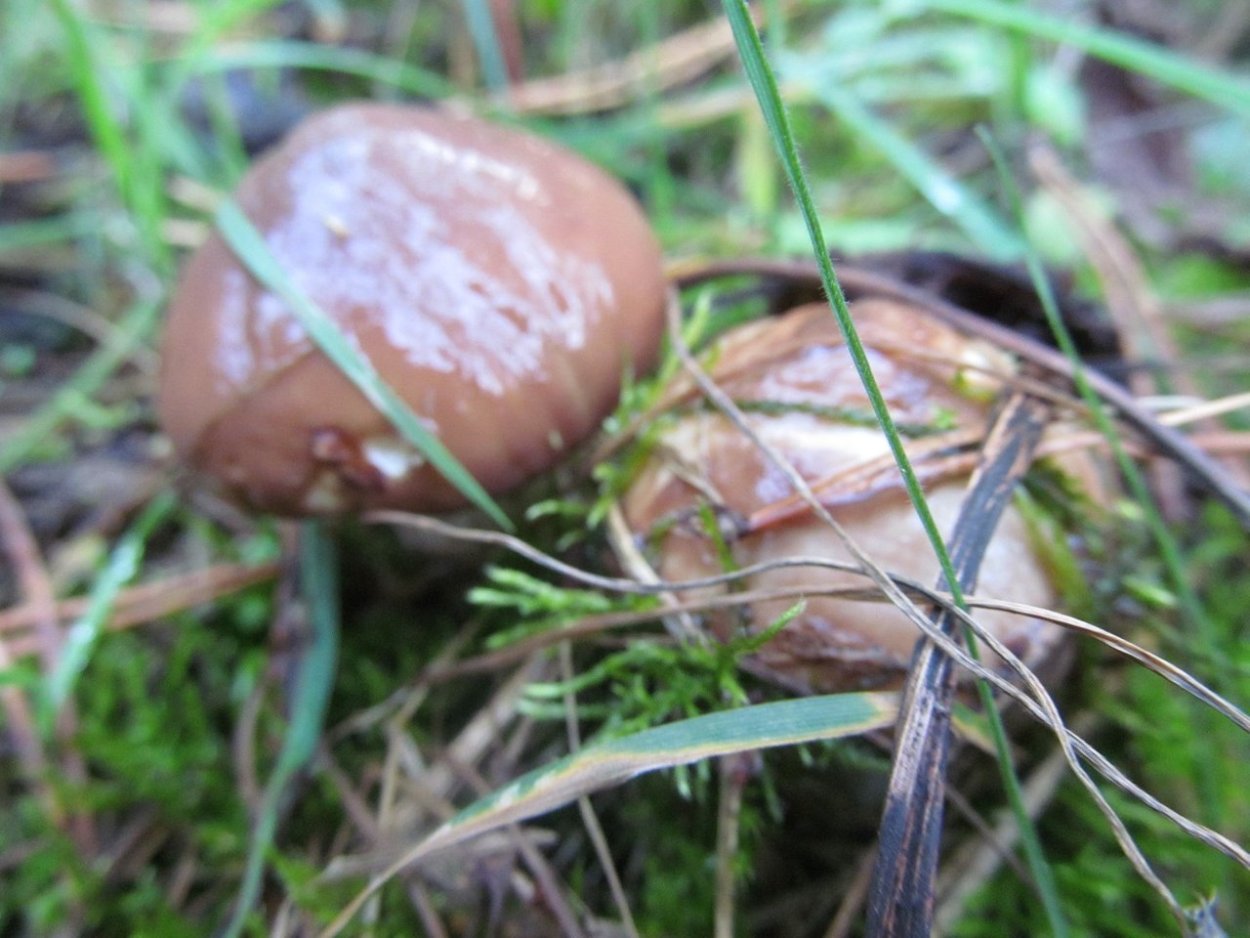 Маслята под сосной