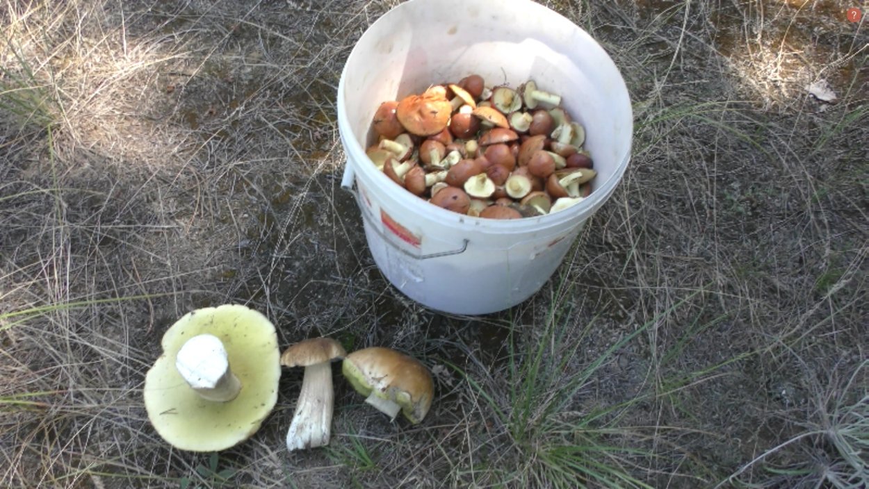 Камышовые опята