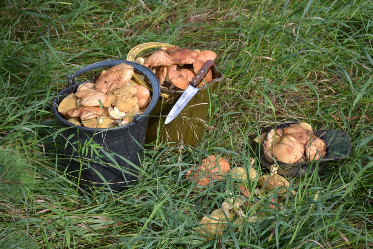 Грибы на Поляне