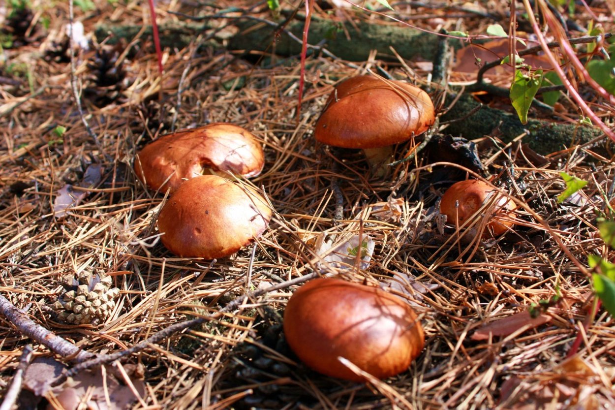 Съедобные грибы Ростовской области в лесу