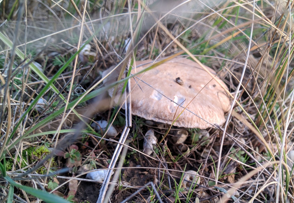 Растения Бузулукского Бора Оренбургской области