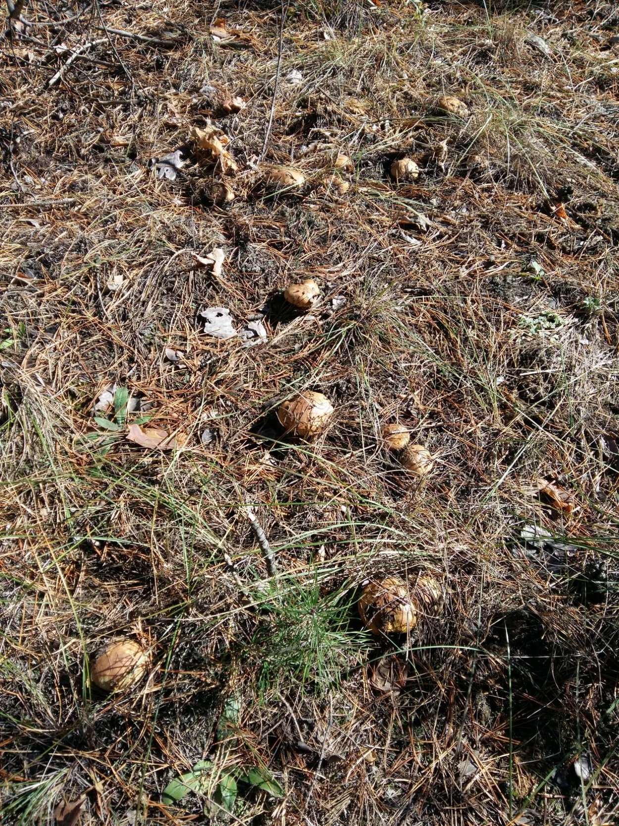 Грибы двойники белый гриб опасный двойник