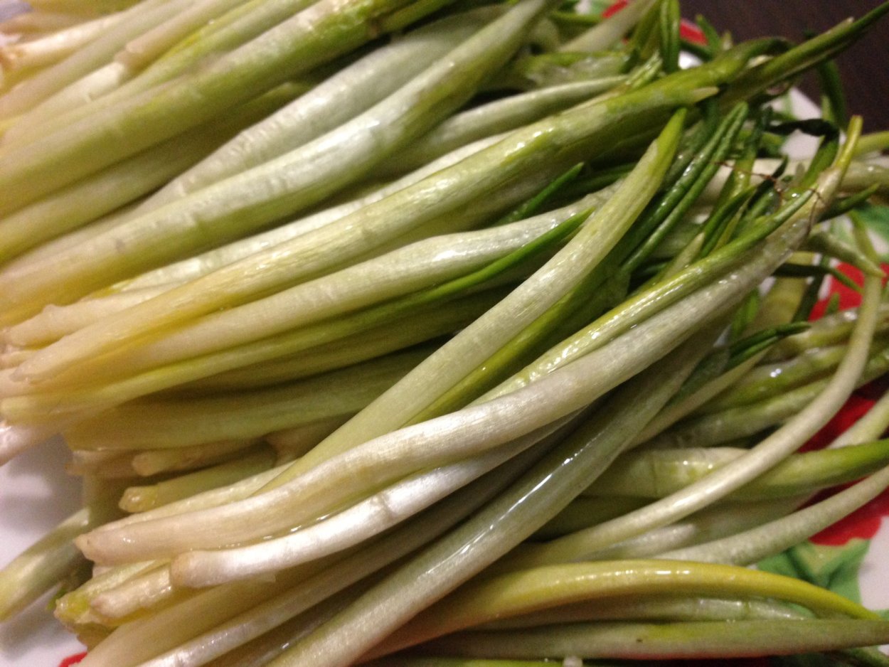 Хвощ камышовый