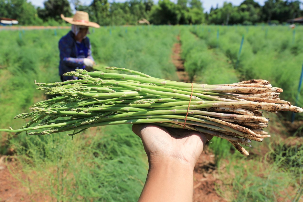 Спаржа Аржентельская