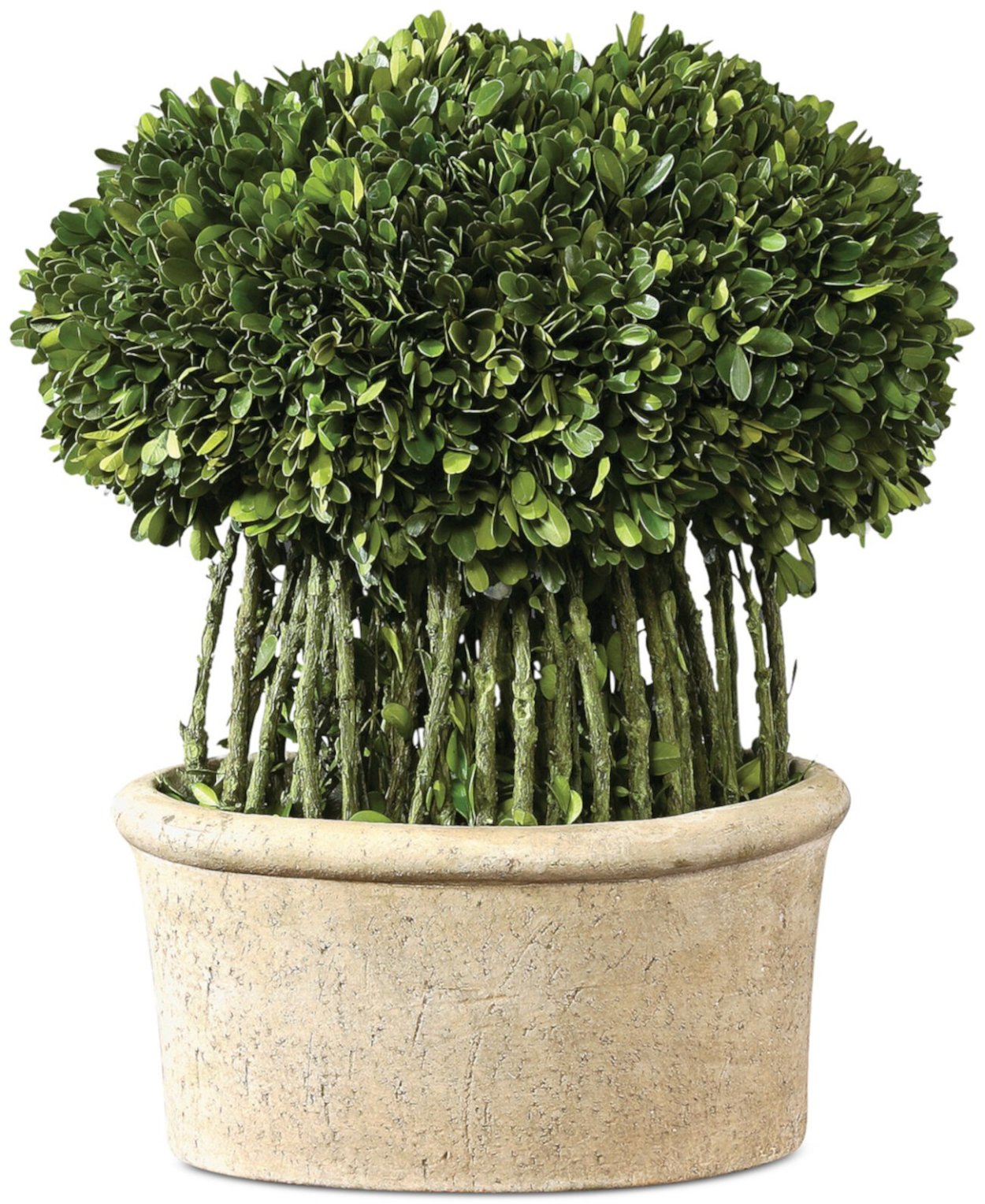 Азалия самшит