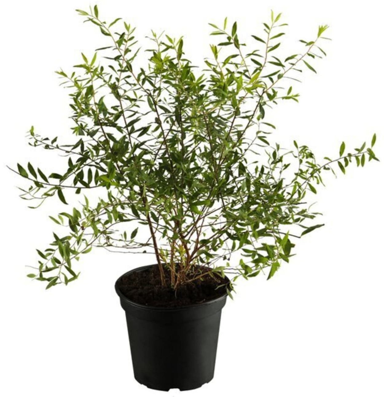 Спирея Грефшейм саженец