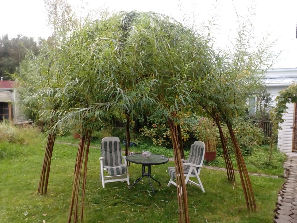 Пергола у плакучей ивы