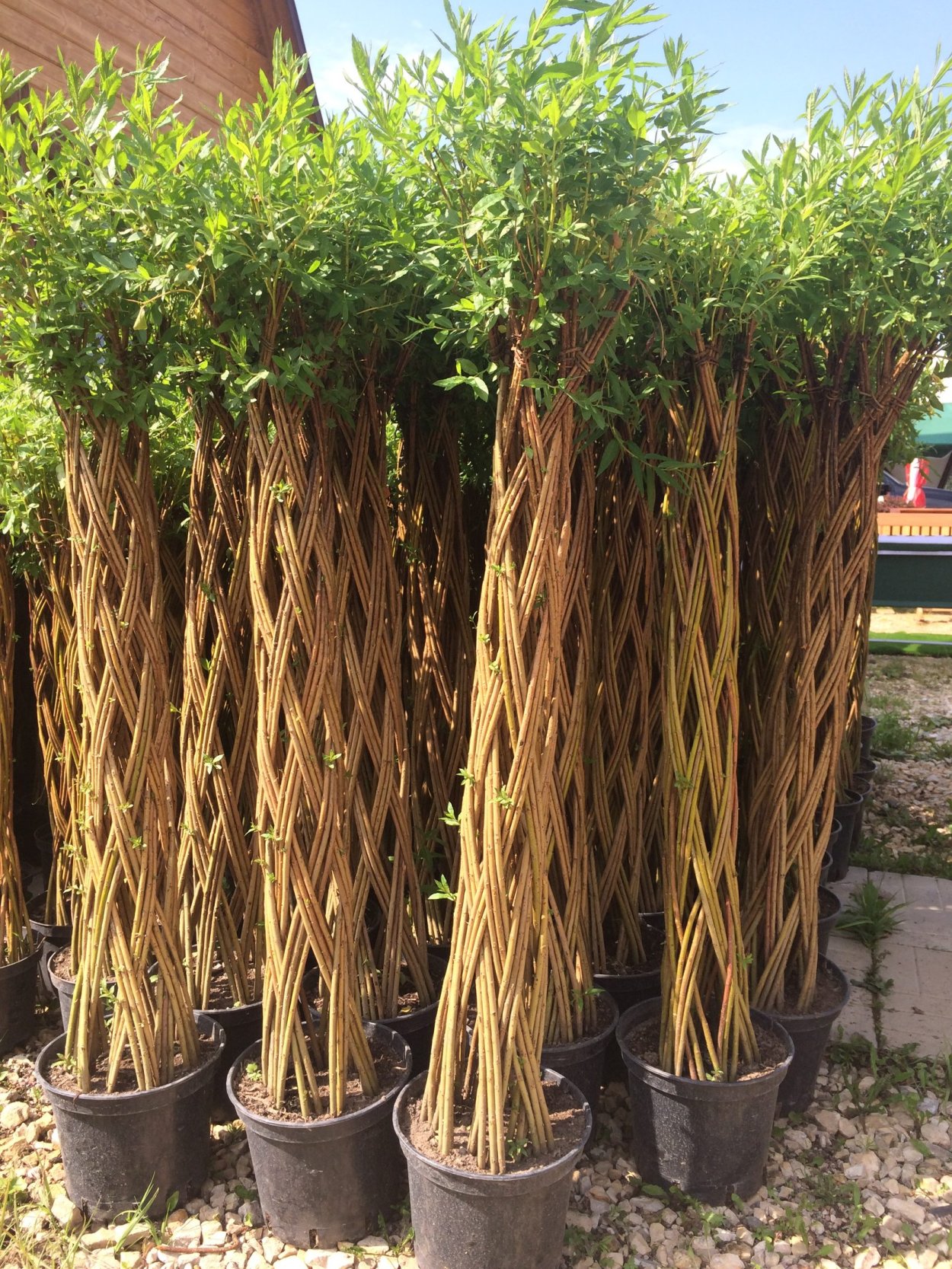 Ива датские корни