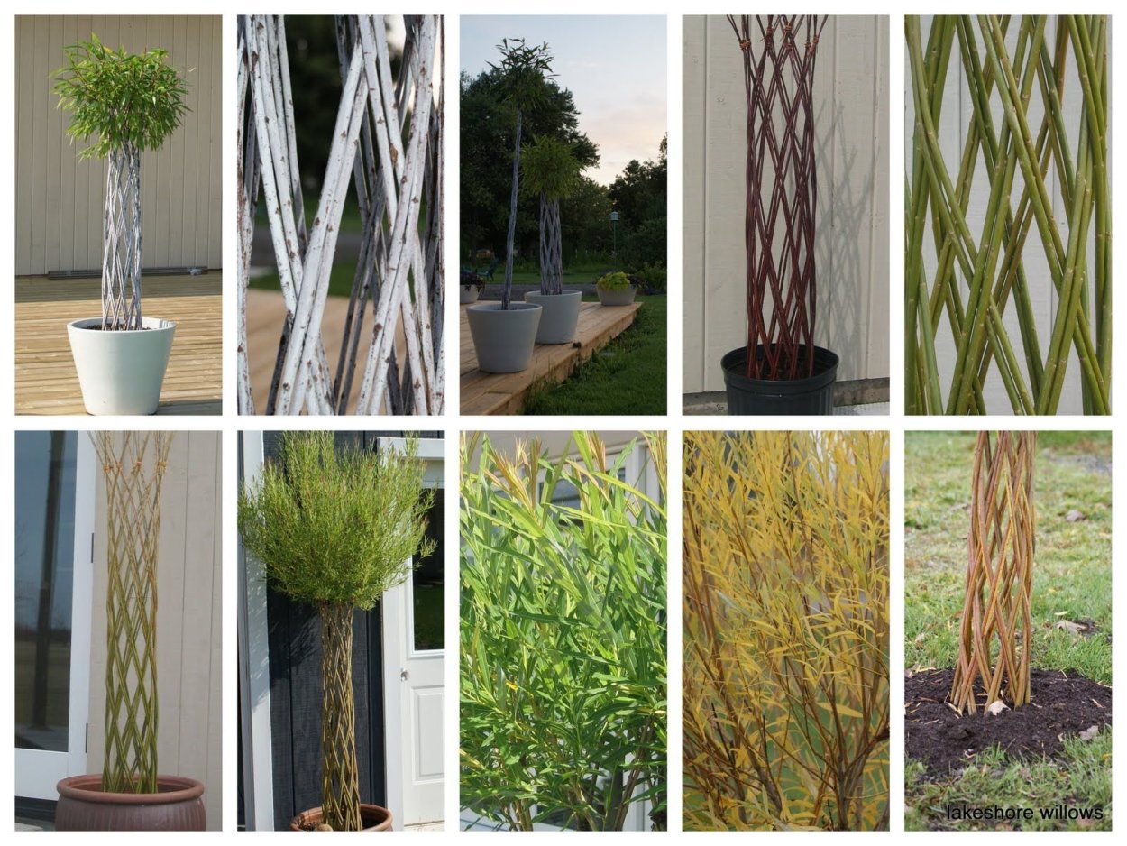 Плетеная Ива Salix Americana