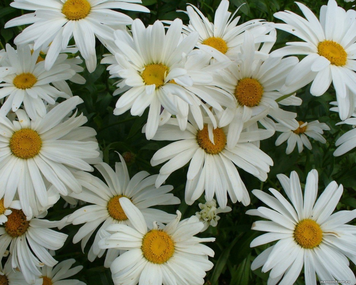 Ромашка Королевская Садовая