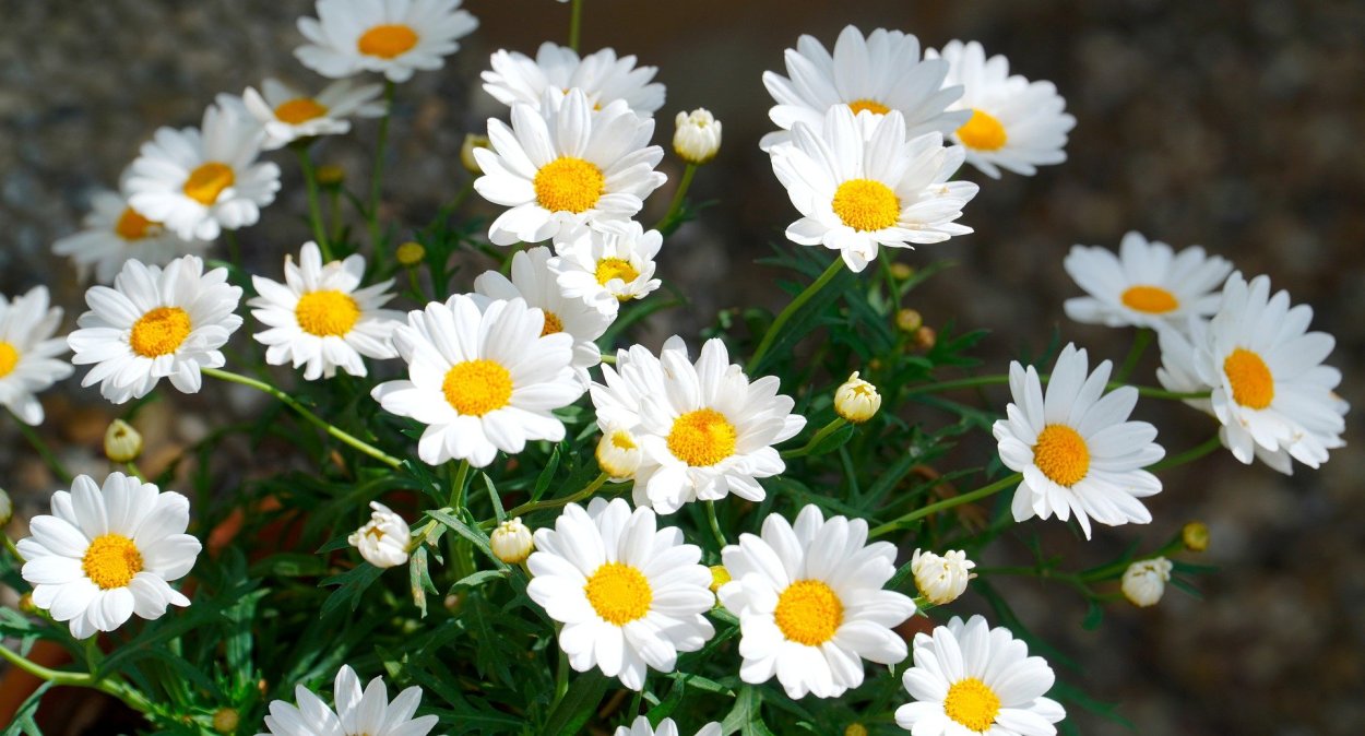 Королевская Ромашка