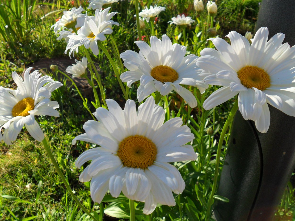 Нивяник Вайт Лион