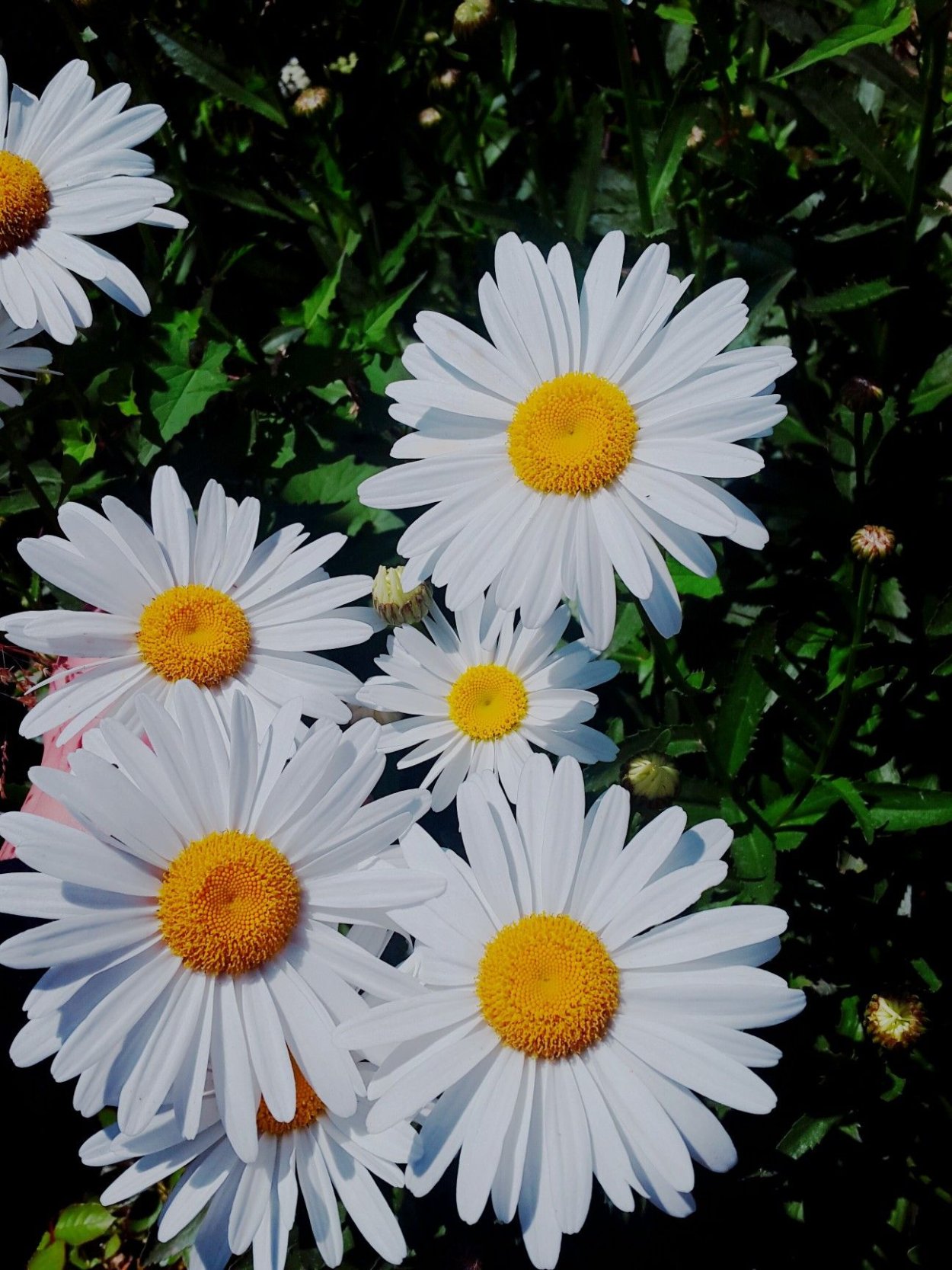 Нивяник поповник