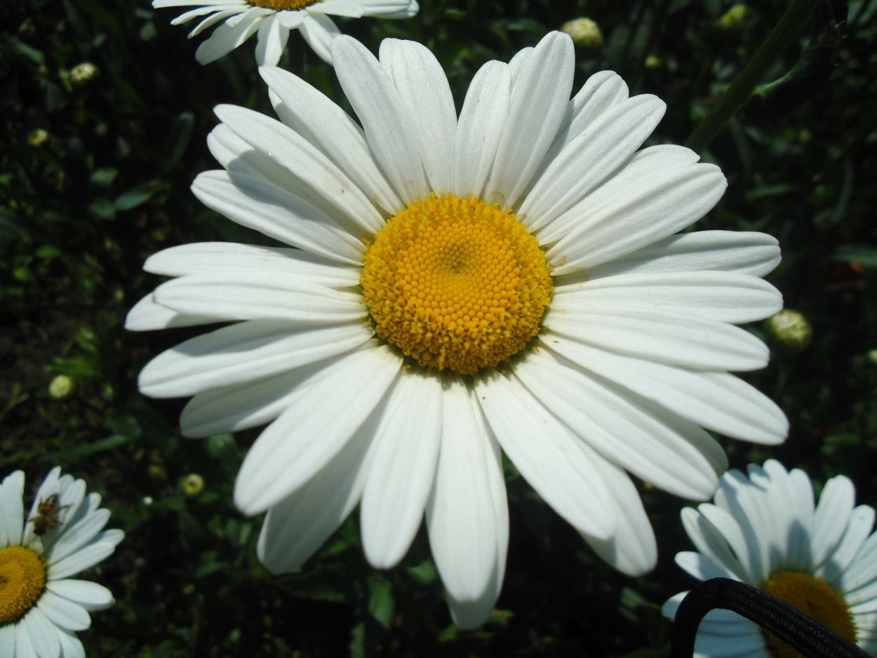 Ромашка Стефания многолетник