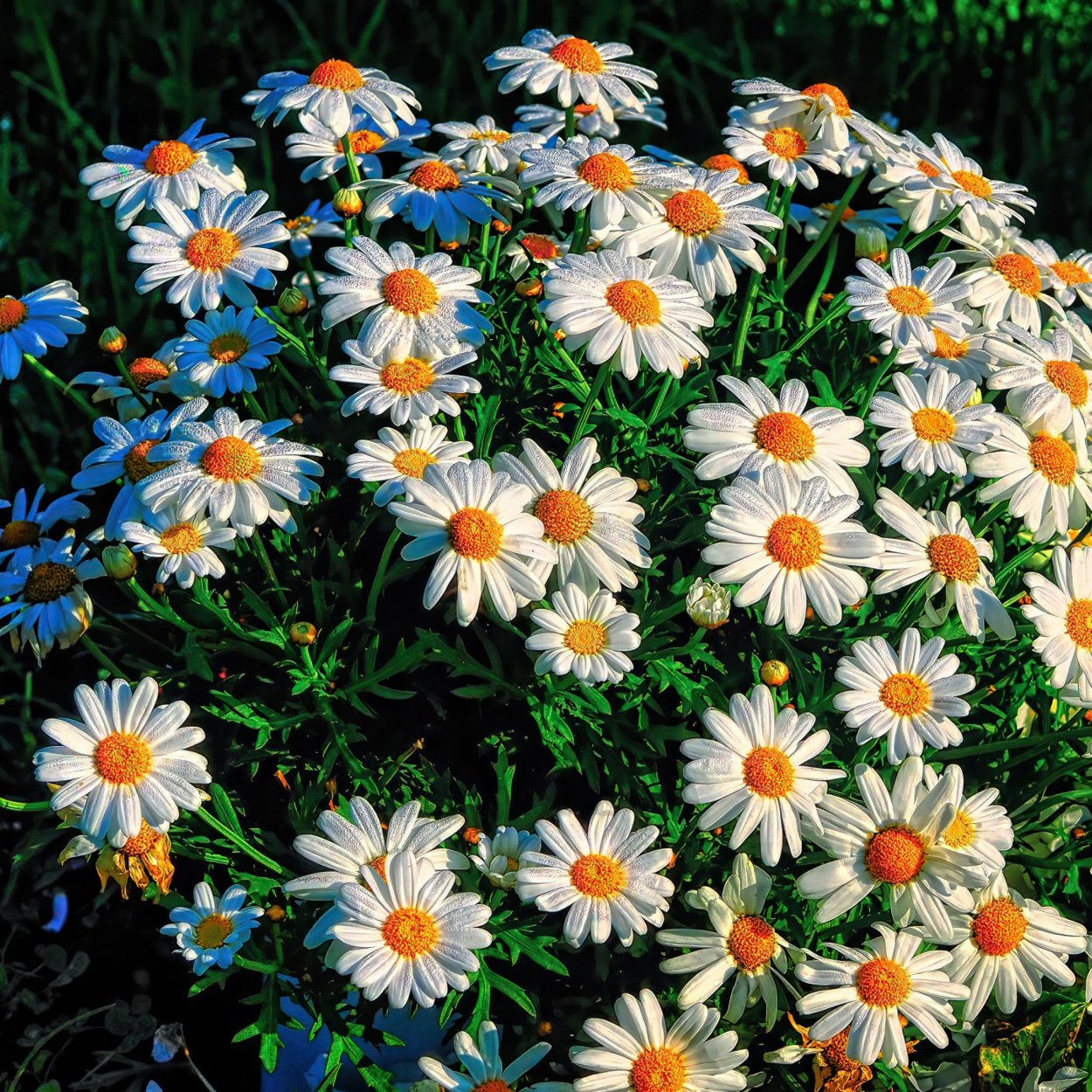 Нивяник Стефания Ромашка