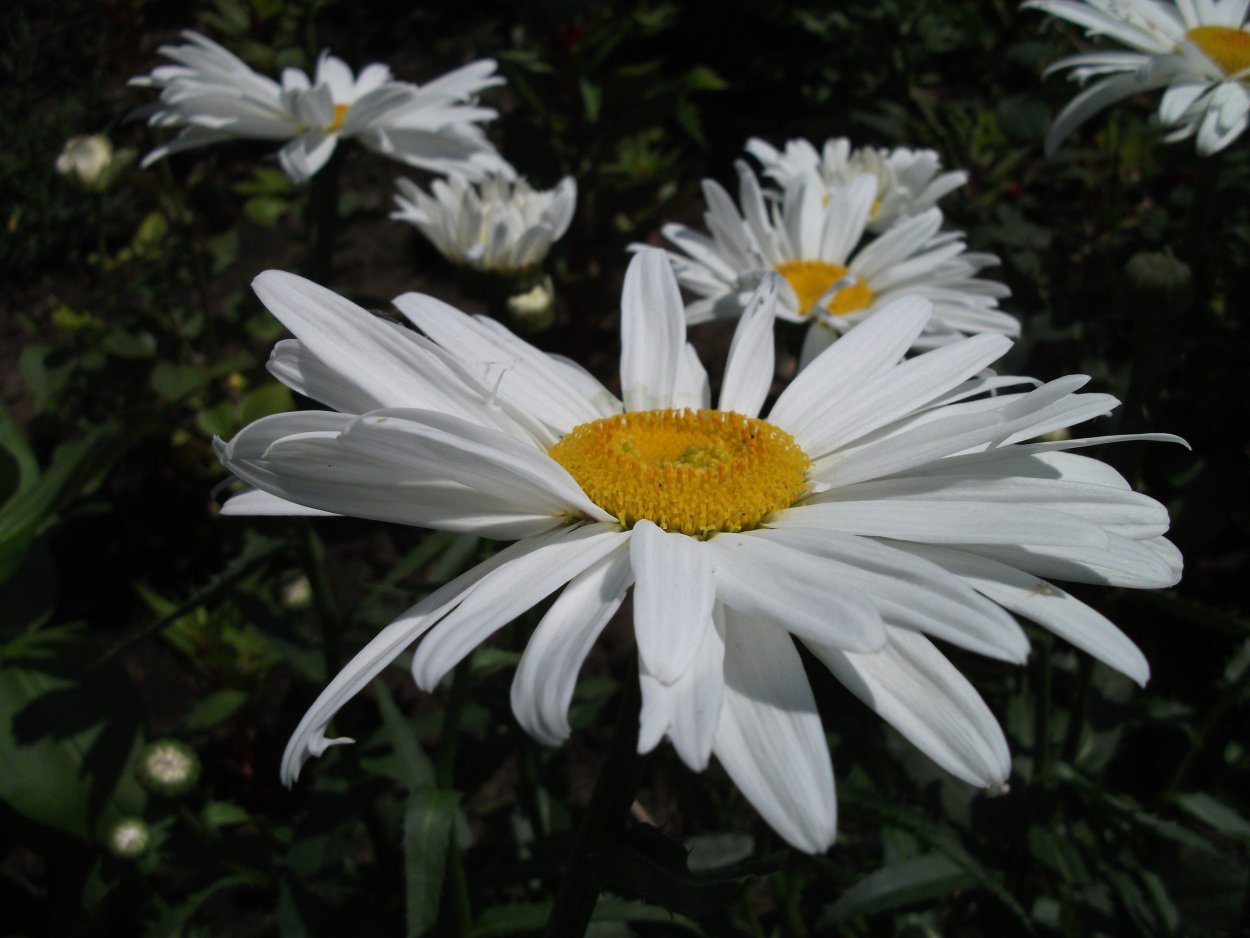 Ромашка Королевская Садовая