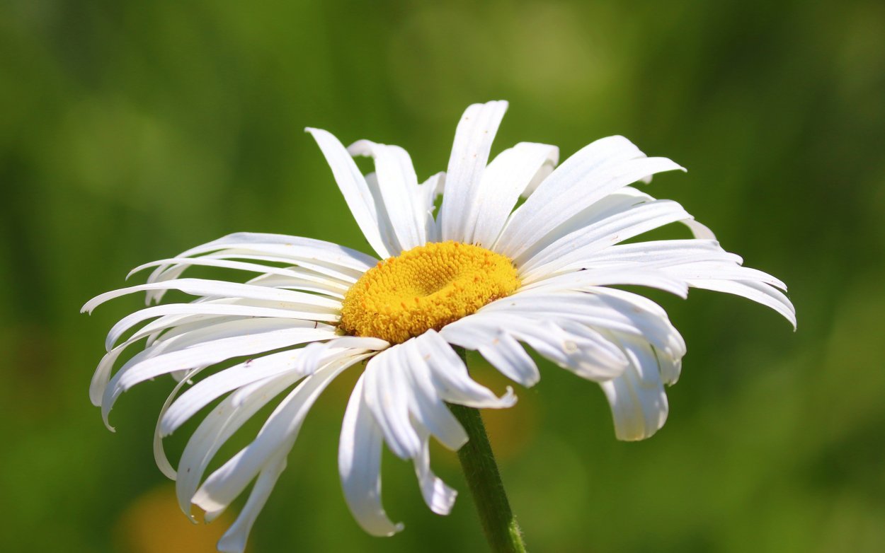 Большой цветок Ромашка