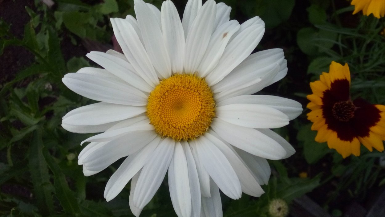 Астра Альпийская (Aster Alpinus)