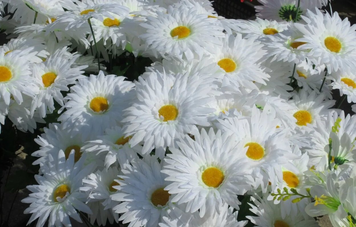 Ромашка Королевская Садовая