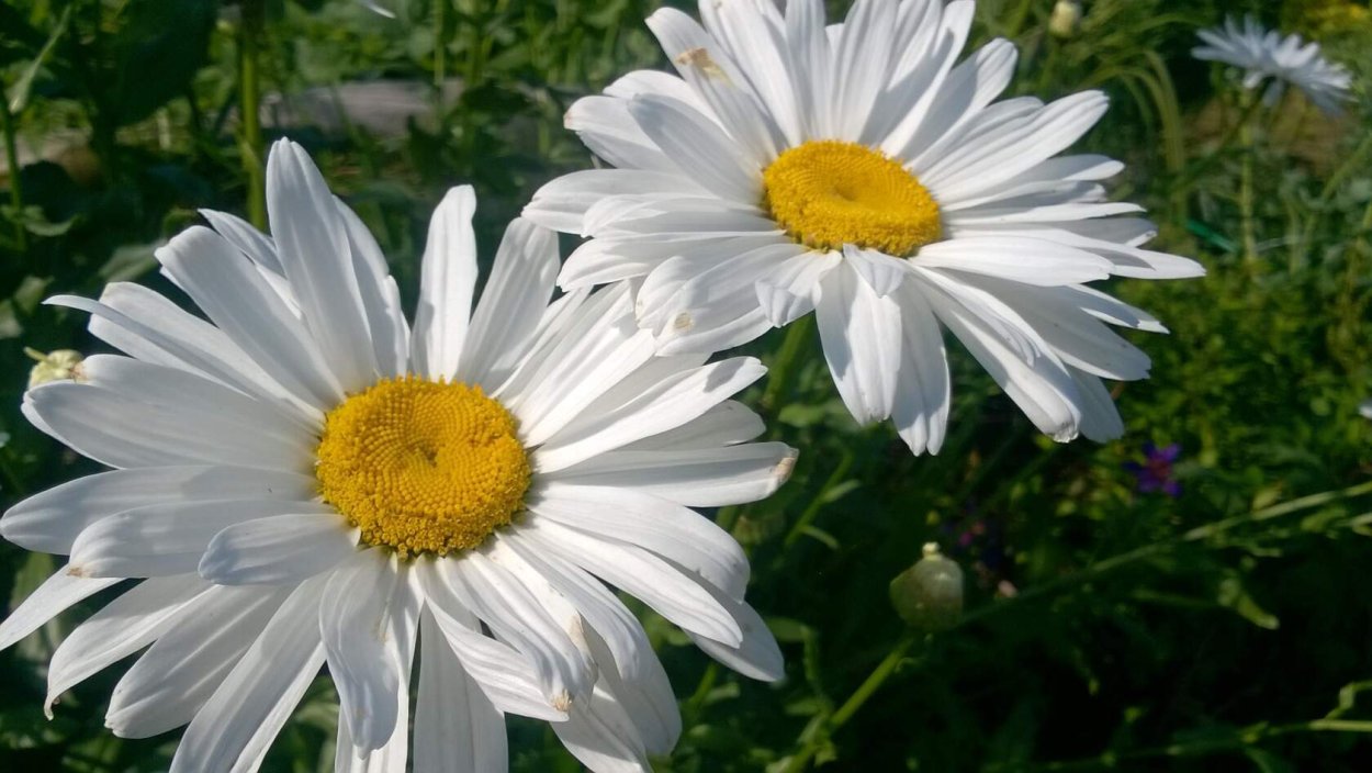 Нивяник Сноу кэп