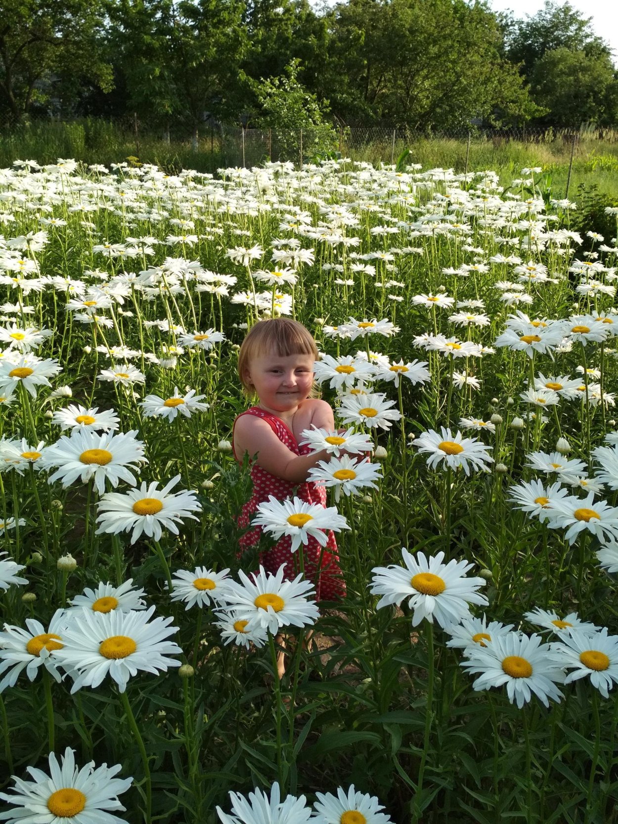 Ромашка занесена в красную