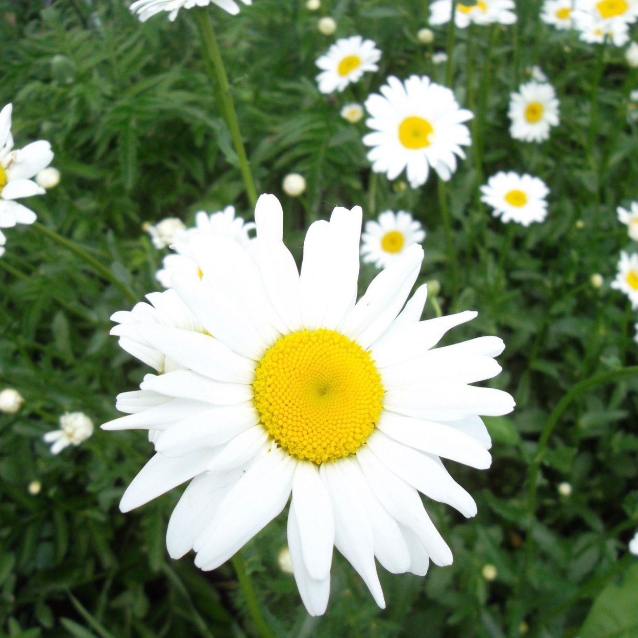 Леукантемум Аляска