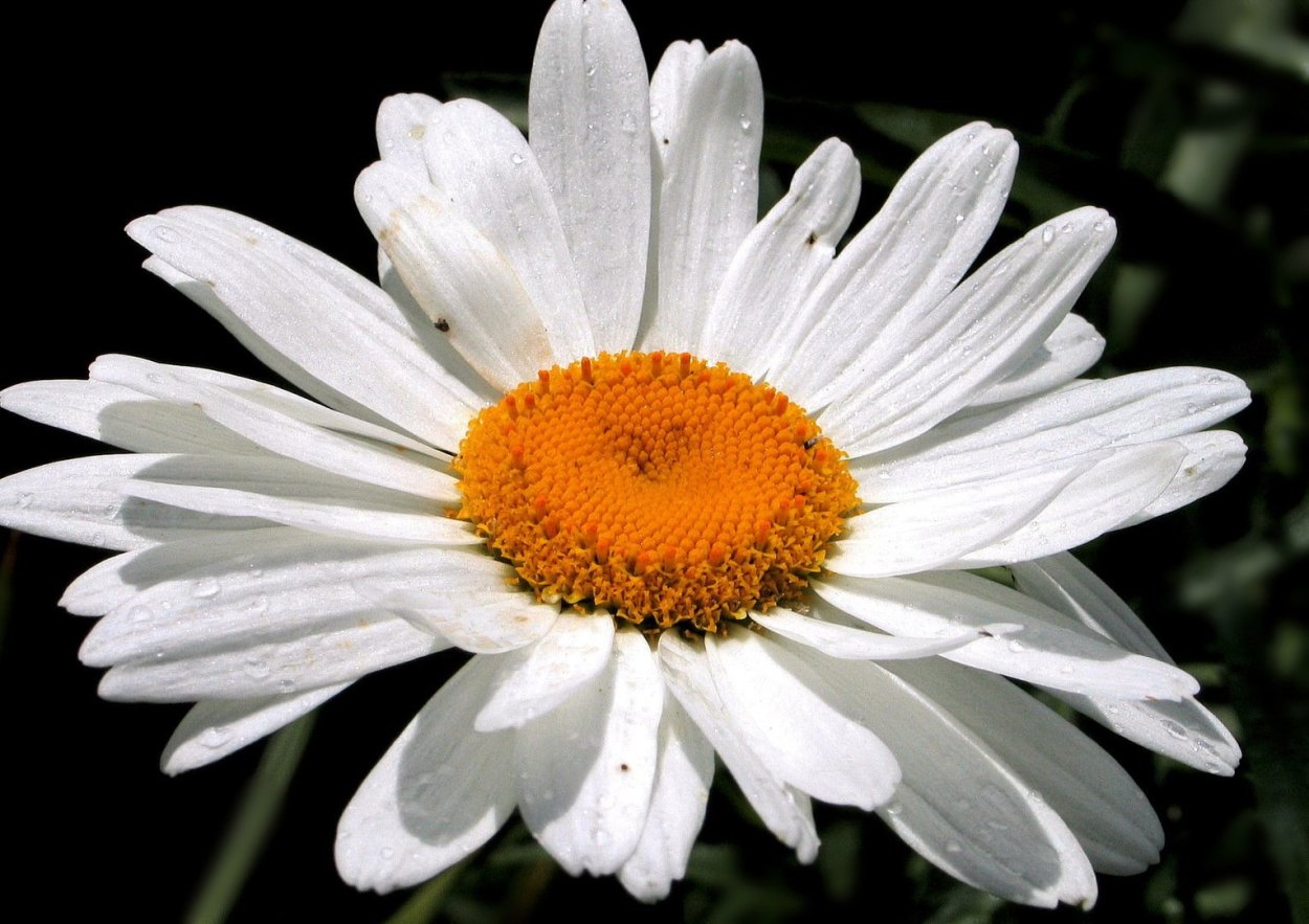 Цветок нивяник Аляска