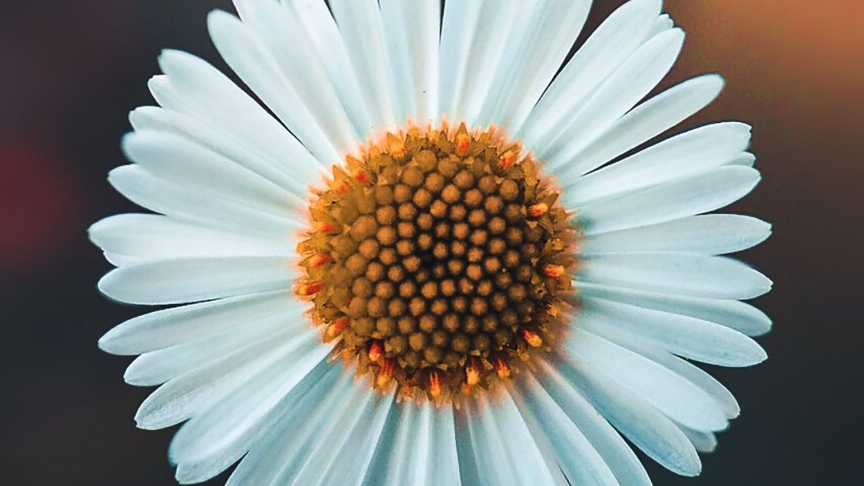 Королевская Ромашка