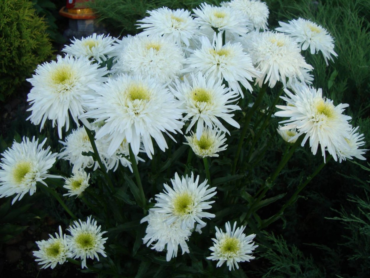 Ромашка Южная