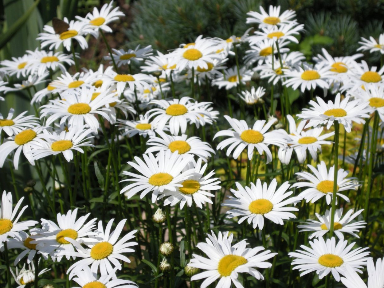 Ромашки 10 штук