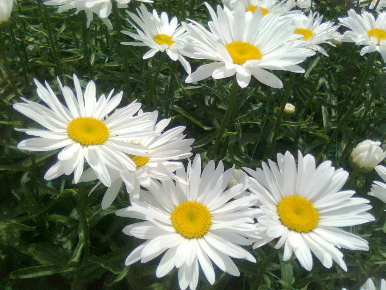 Цветок большая Ромашка