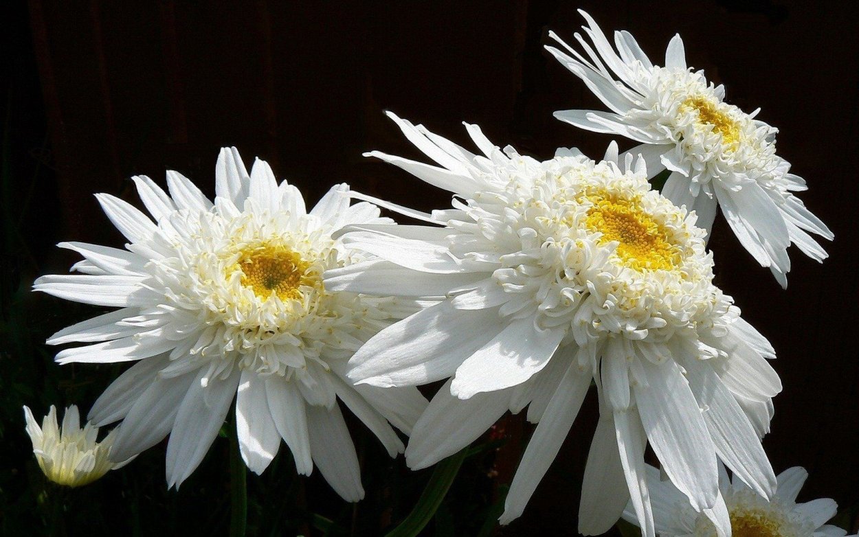 Ромашка Стефания