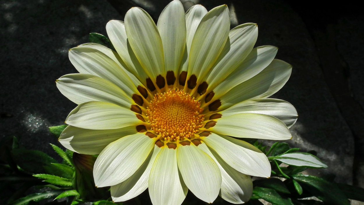 Большая Ромашка