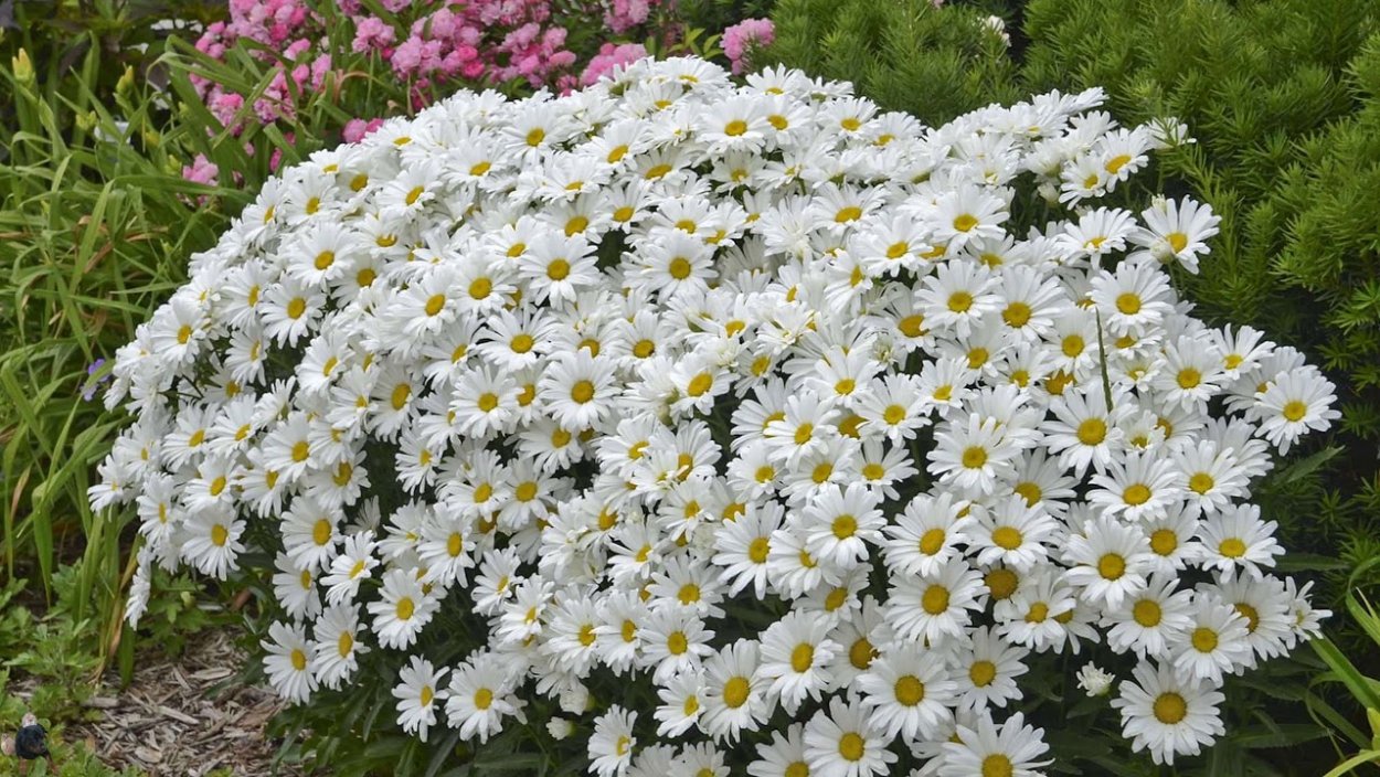 Daisy Маргаритка