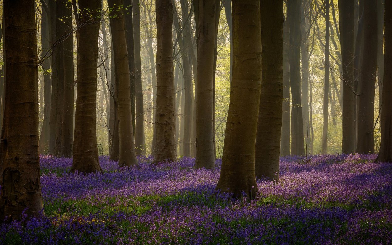 Фиолетовый лес