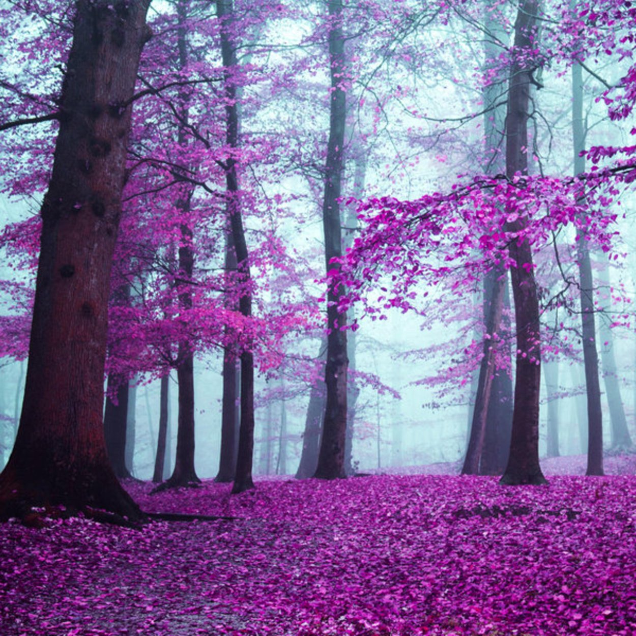 Розовый лес