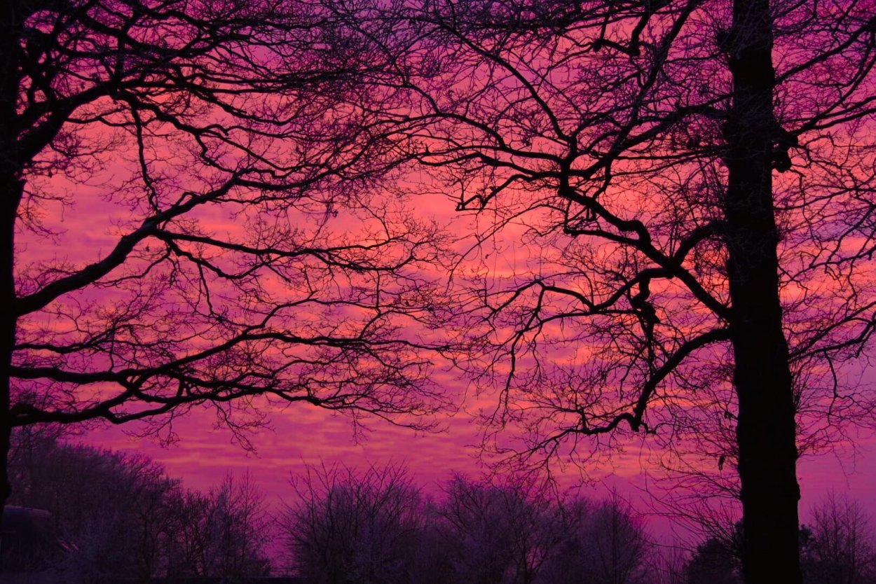 Фиолетовый туман