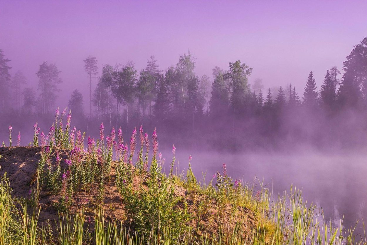 Фиолетовый лес Эстетика