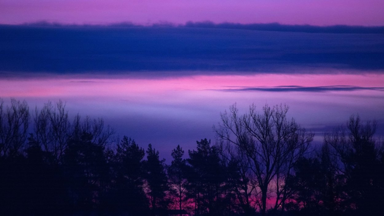 Фиолетовый лес