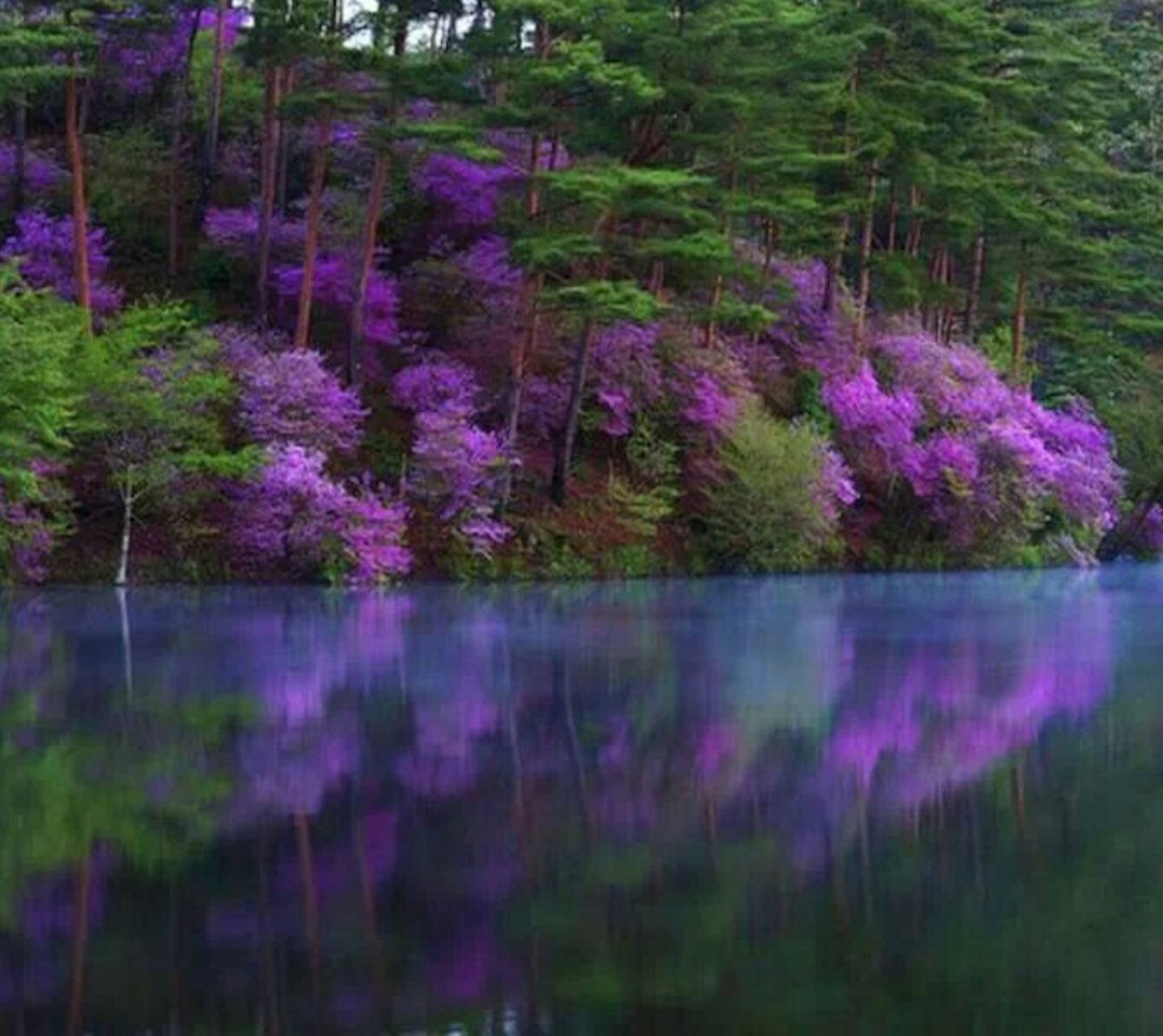 Фиолетовая зима