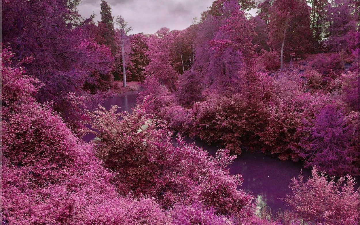 Фиолетовый лес