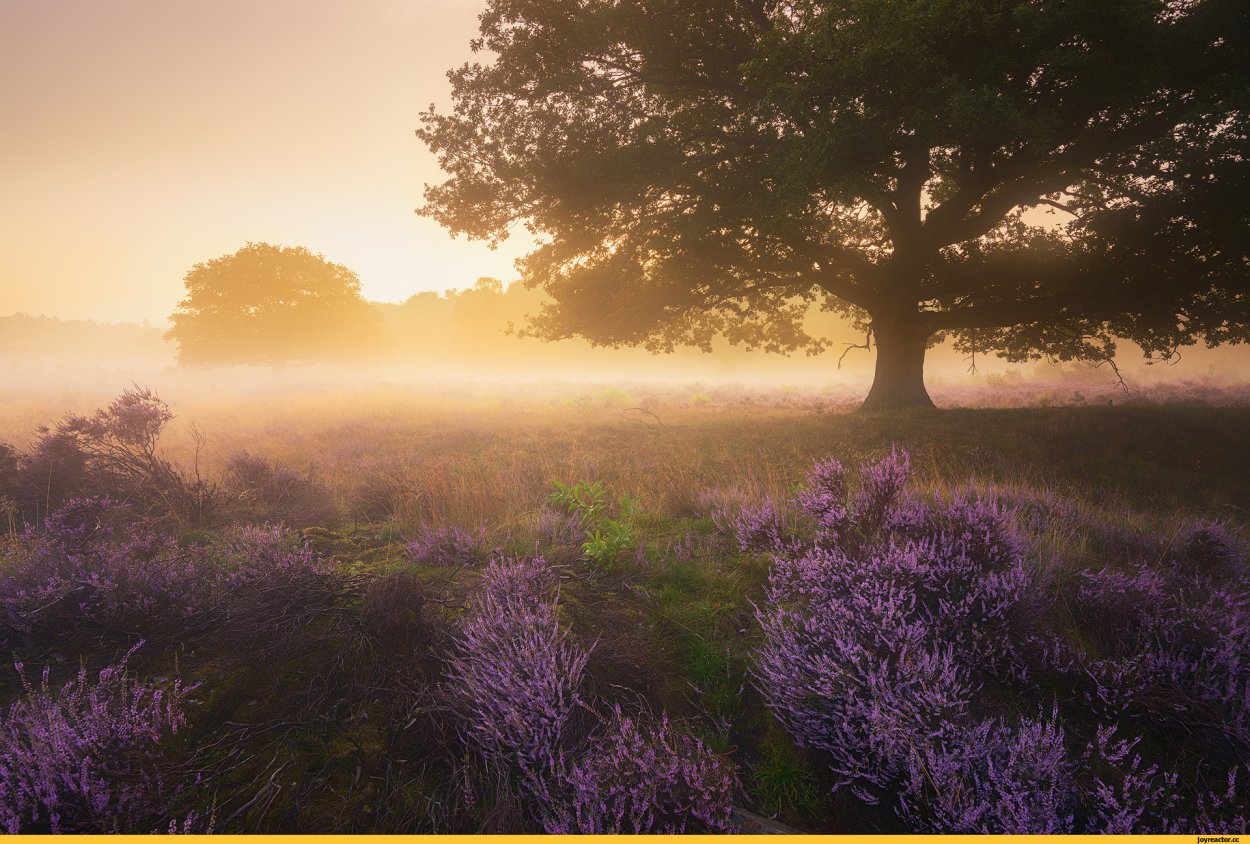 Закат розовый с фиолетовым