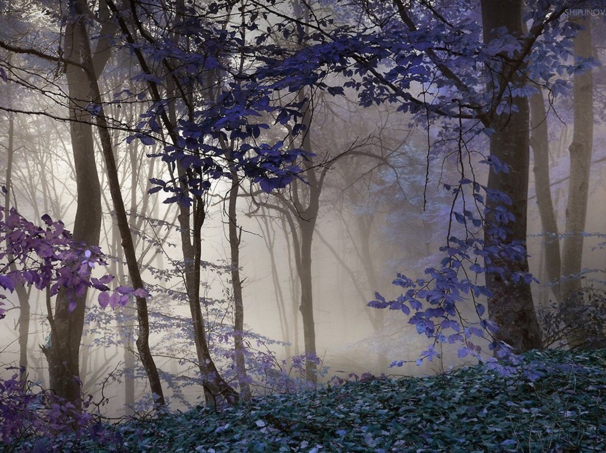 Страшный лес фиолетовый