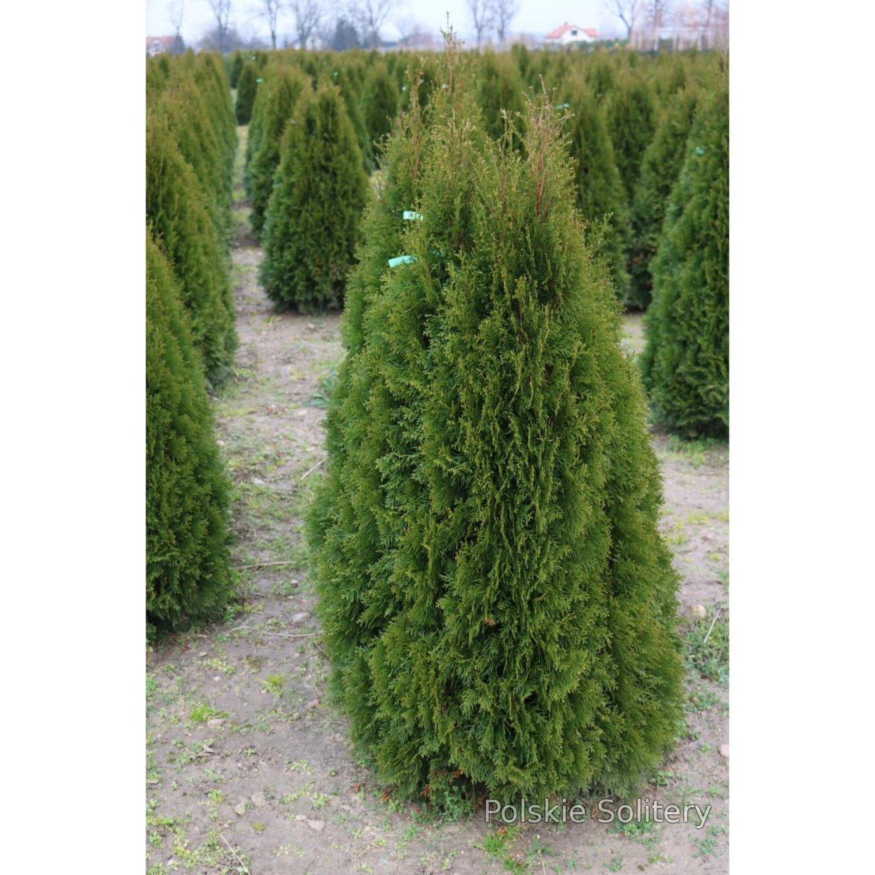Туя Wareana lutescens
