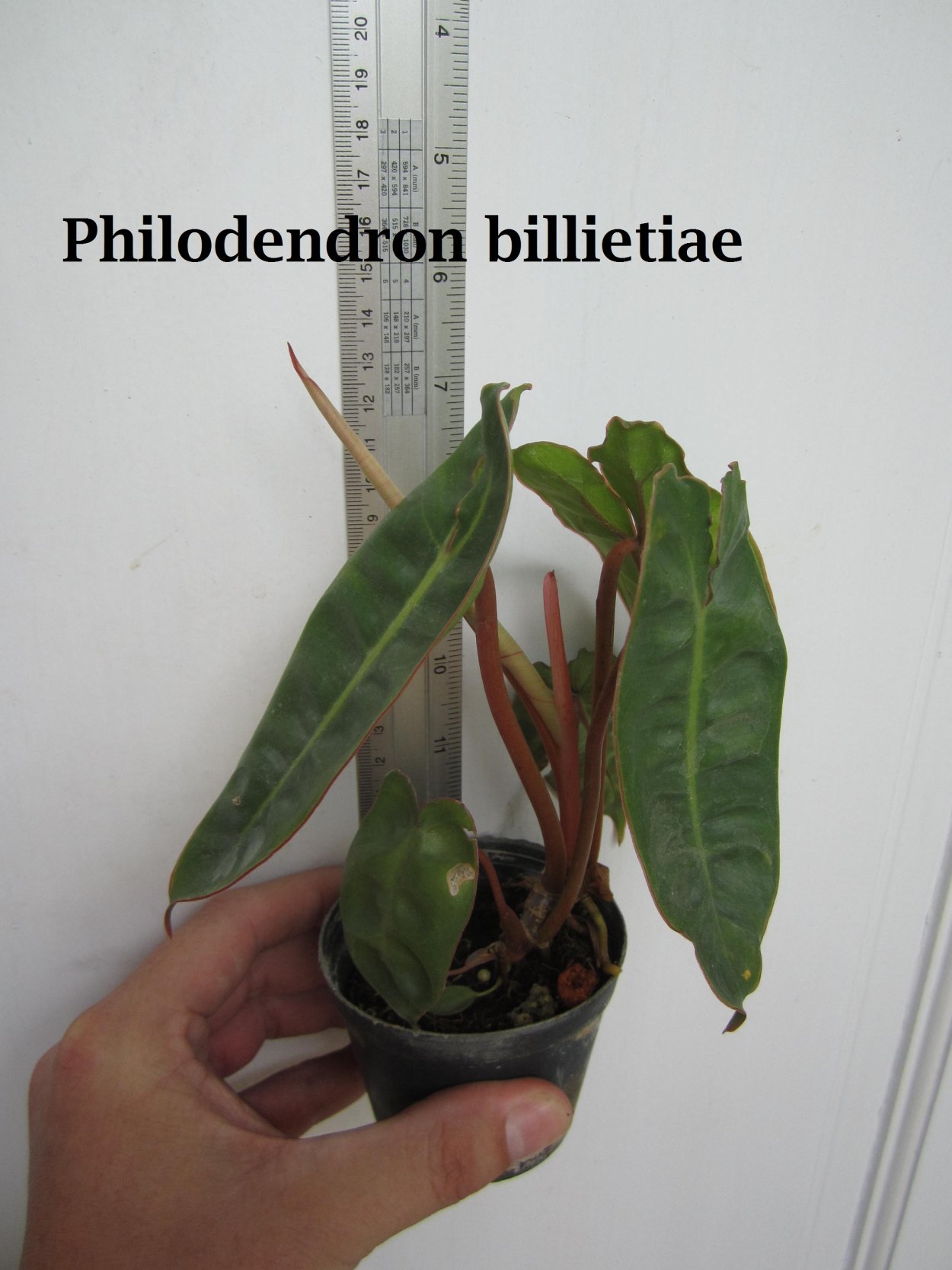 Филодендрон биллитау вариегатный