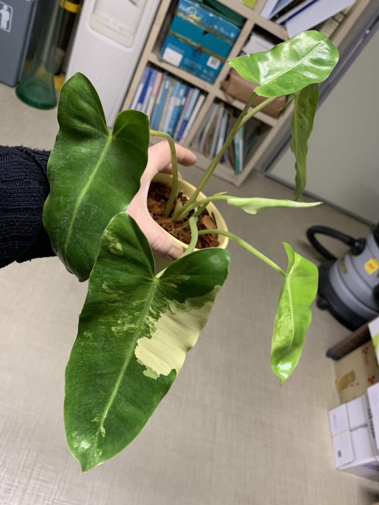 Филодендрон биллитау