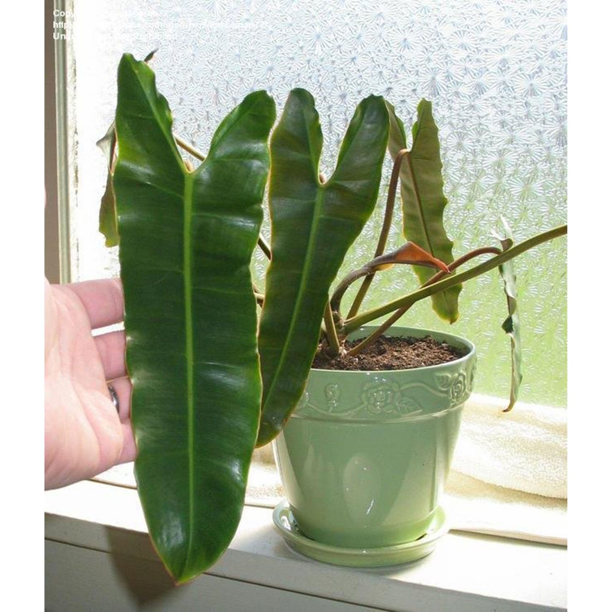 Филодендрон Red Anderson