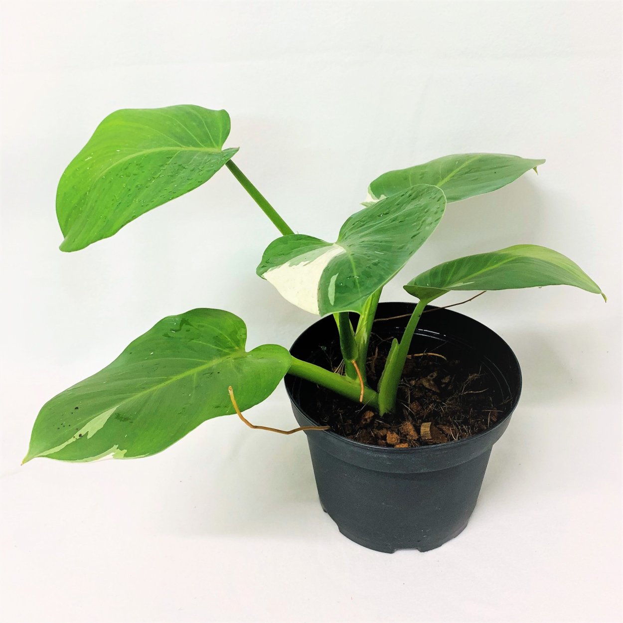 Филодендрон дынька