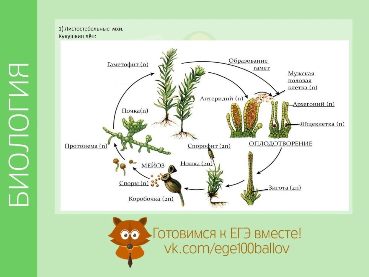 Цикл развития мха Кукушкин лен 7 класс
